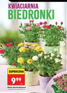 Biedronka Róża doniczkowa średnica doniczki 12 cm oferta