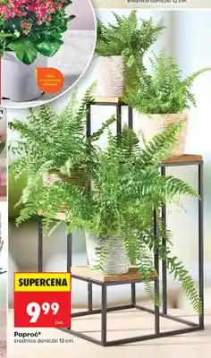 Biedronka Paproć średnica doniczki 12 cm oferta