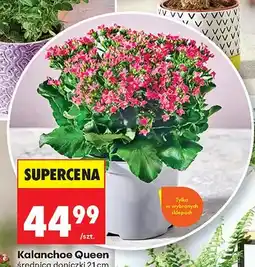 Biedronka Kalanchoe Queen średnica doniczki 21 cm oferta