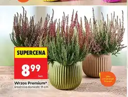 Biedronka Wrzos Premium średnica doniczki 11 cm oferta
