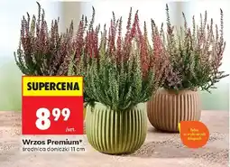 Biedronka Wrzos Premium* oferta
