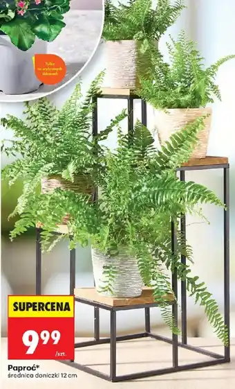 Biedronka Paproć* oferta