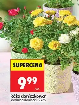 Biedronka Róża doniczkowa* oferta