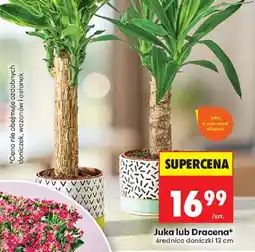 Biedronka Juka lub Dracena oferta