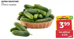Stokrotka OGÓRKI GRUNTOWE oferta