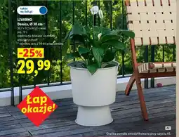 Lidl Livarno donica oferta