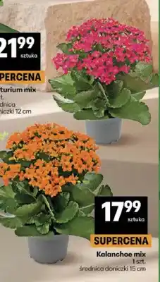 Delikatesy Centrum Kalanchoe mix oferta