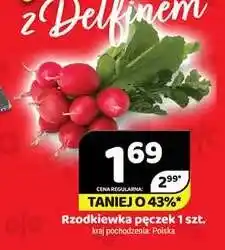 Delfin Rzodkiewka pęczek polska oferta