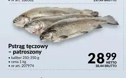 Makro Pstrąg tęczowy patroszony oferta