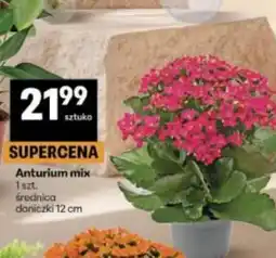 Delikatesy Centrum Anturium oferta