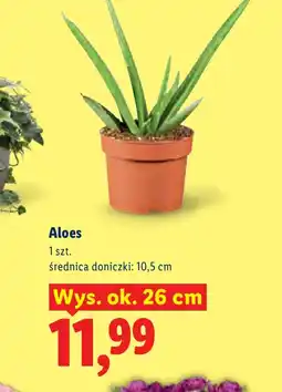 Lidl Aloes Ok oferta