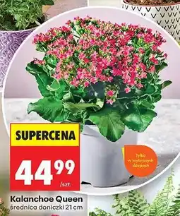 Biedronka Kalanchoe Queen oferta