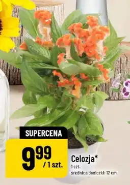 Polomarket Celozja oferta