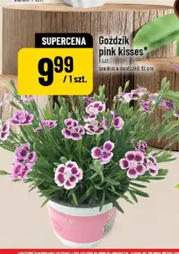 Polomarket Goździk pink kisses oferta