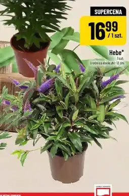 Polomarket Hebe oferta
