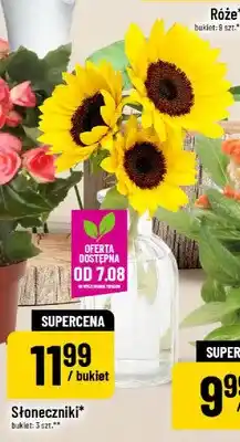 Polomarket Słoneczniki oferta
