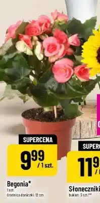 Polomarket Begonia oferta
