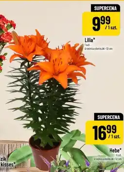 Polomarket Lilia oferta