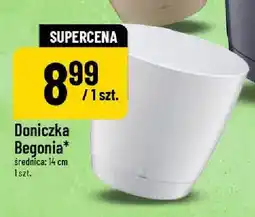 Polomarket Doniczka Begonia 14 cm oferta