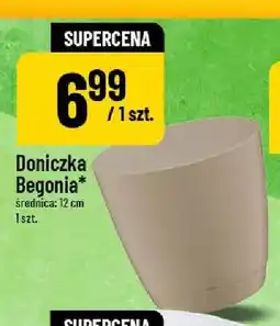 Polomarket Doniczka Begonia 12 cm oferta