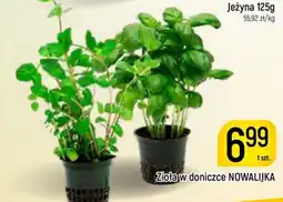 Delikatesy Piotruś Pan Zioła w doniczce NOWALIJK oferta