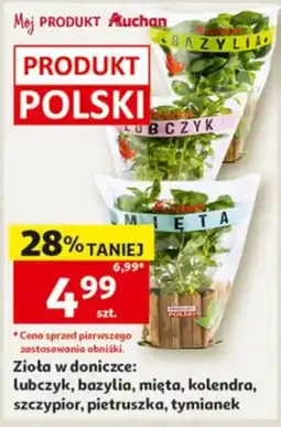 Auchan Zioła w doniczce oferta