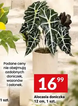 Twój Market Alocasia doniczka oferta