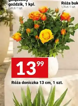 Twój Market Róża doniczka oferta