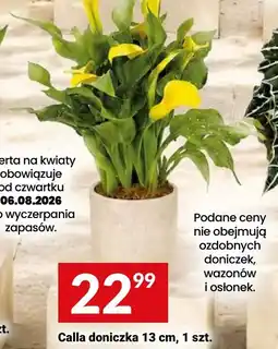 Twój Market Calla doniczka oferta