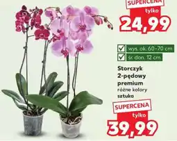 Kaufland Storczyk 2-pędowy premium oferta