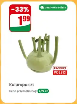 Dino Kalarepa polska oferta