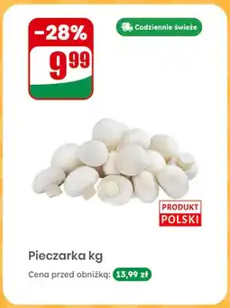 Dino Pieczarka polska oferta