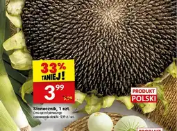 Twój Market Słonecznik polski oferta