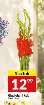 Twój Market Gladiola 5-pak oferta