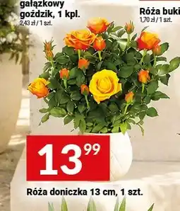 Twój Market Róża doniczkowa oferta