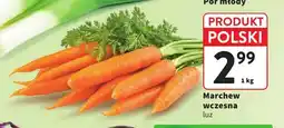Intermarche Marchew wczesna polska oferta