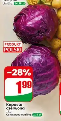 Dino Kapusta czerwona oferta