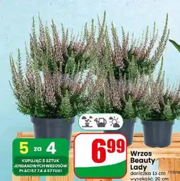 Dino Wrzos Beauty Lady oferta