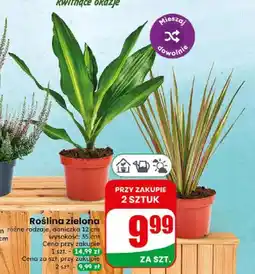 Dino Roślina zielona oferta