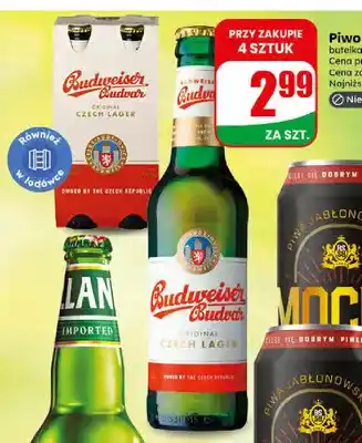 Dino Piwo Budweiser Budvar oferta