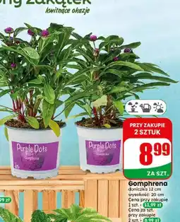 Dino Gomphrena doniczka 12 cm wysokość 20 cm oferta