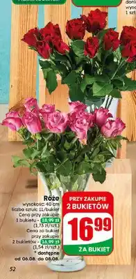 Dino Róże oferta