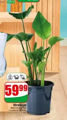 Dino Strelicja oferta