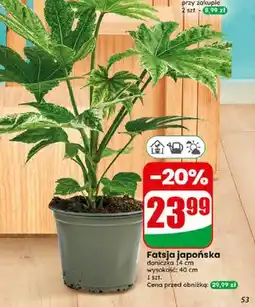 Dino Fatsja japońska doniczka 14 cm wysokość 40 cm oferta