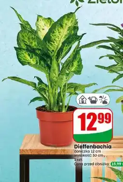 Dino Dieffenbachia doniczka 12 cm wysokość 30 cm oferta