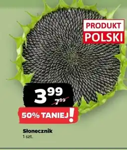 Netto Słonecznik polski oferta