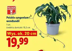 Lidl Syngonium wendlandii Polskie Kwiaty oferta