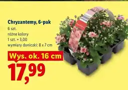 Lidl Chryzantemy 6-pak oferta