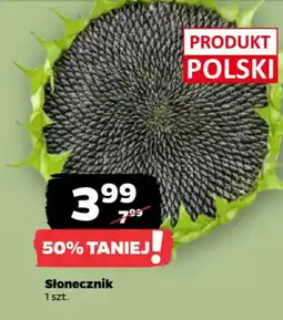Netto Słonecznik oferta