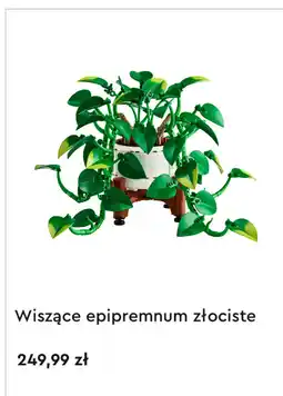 Lego LEGO Wiszące epipremnum złociste oferta